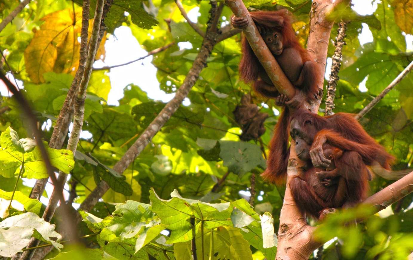 Orang-Hutan - Orangutan Conservancy