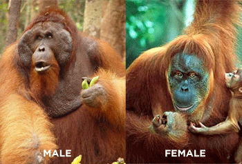 Les orangs-outans mâles et femelles sont sexuellement dimorphiques, ce qui signifie qu'il existe une différence significative de taille et de morphologie du visage entre les sexes.