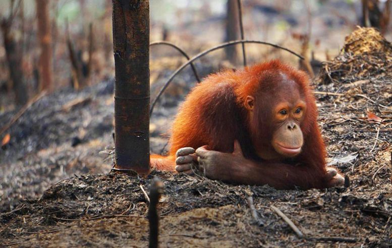 palm oil orangutans burn