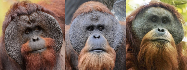 Hay tres especies distintas de orangutanes, el de Borneo, el de Sumatra y el de Tapanuli.