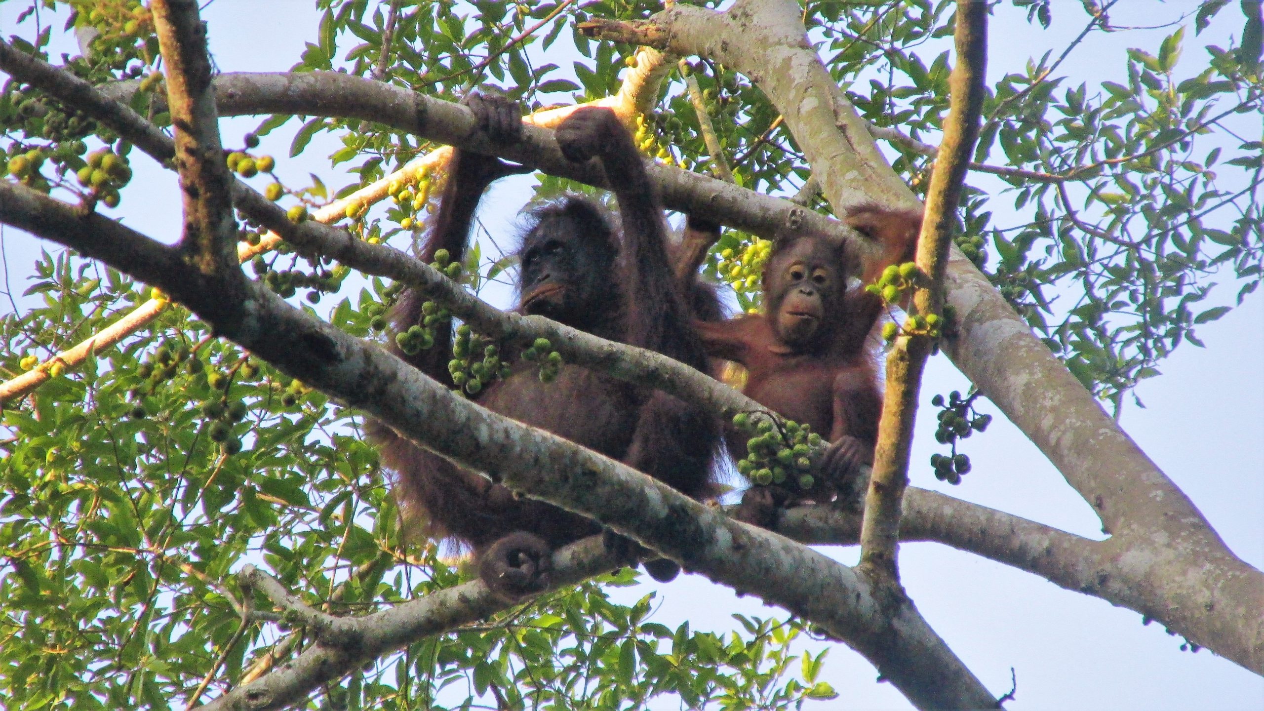 do orangutans visit their mothers