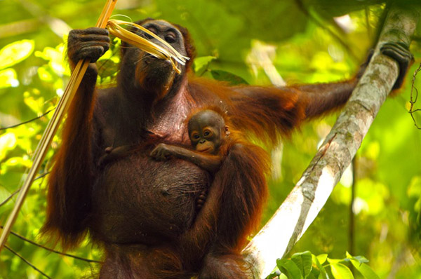 do orangutans visit their mothers