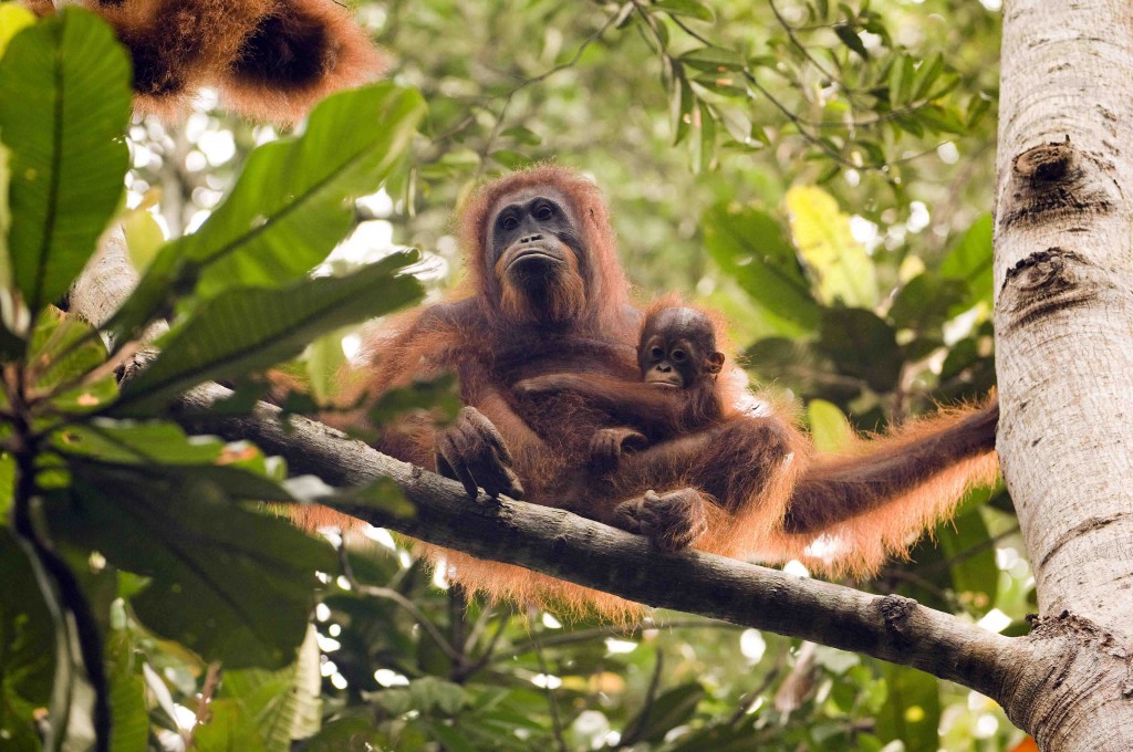 do orangutans visit their mothers